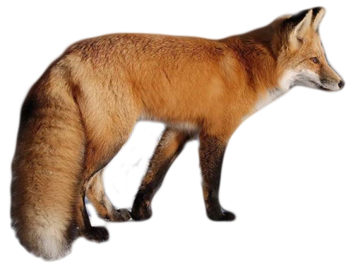 roka_108.png