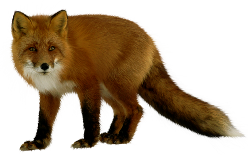 roka_121.png