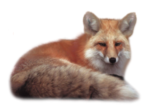 roka_129.png