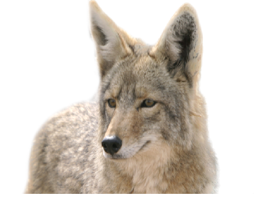 roka_133.png