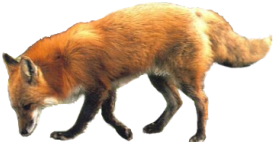 roka_136.png