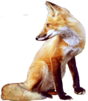 roka_137.png
