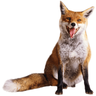 roka_17.png