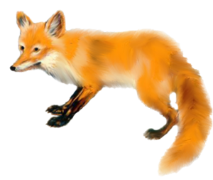roka_2.png