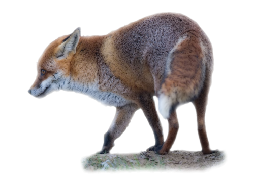 roka_21.png