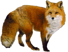 roka_29.png