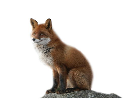 roka_40.png