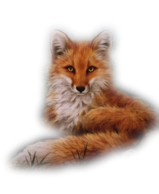 roka_45.png