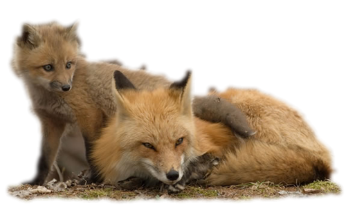 roka_53.png