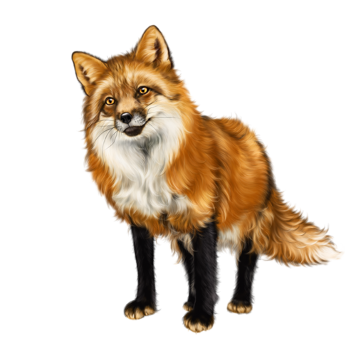 roka_59.png