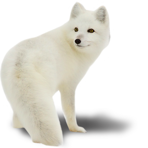 roka_6.png