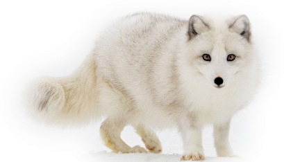 roka_68.png