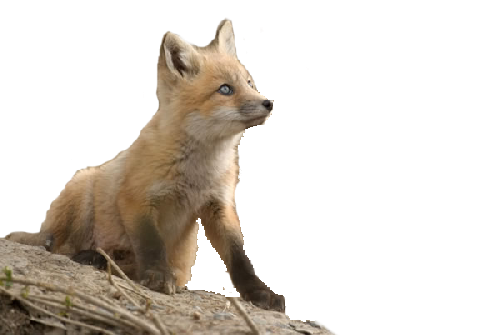 roka_81.png