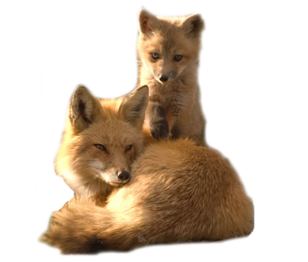 roka_82.png