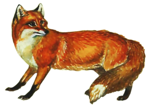 roka_95.png