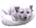 jegesmedve_52