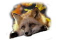 roka_122