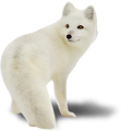 roka_6
