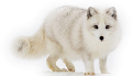 roka_68