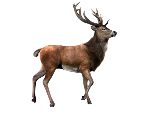szarvas_106.png