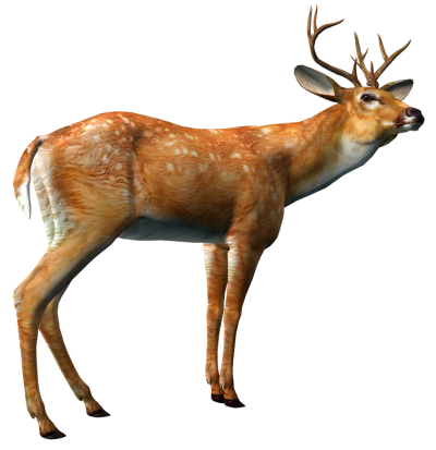 szarvas_109.png