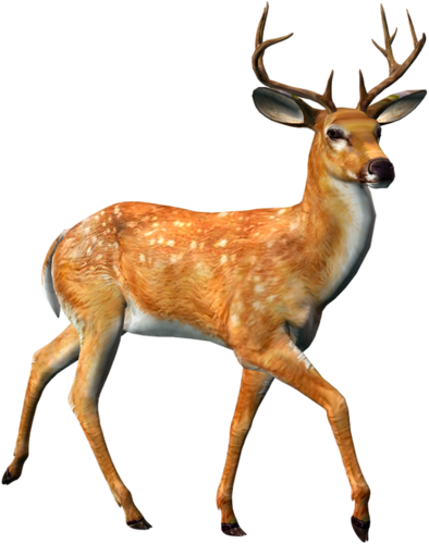 szarvas_117.png