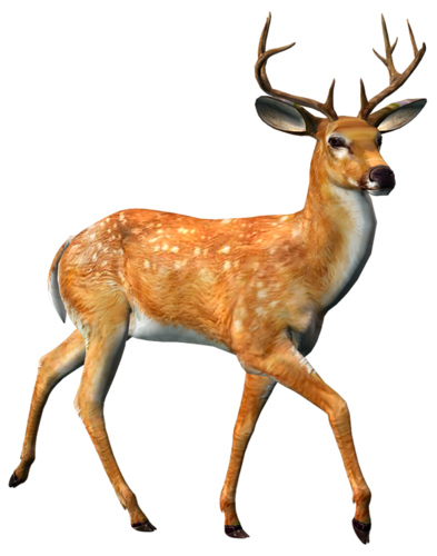 szarvas_127.png