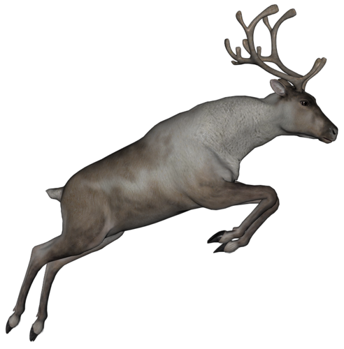 szarvas_129.png
