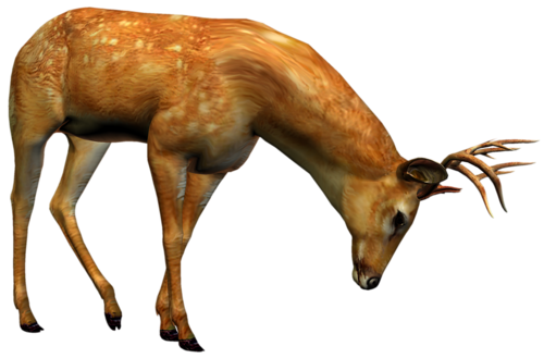 szarvas_136.png