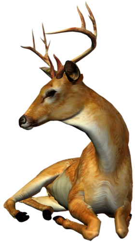 szarvas_137.png