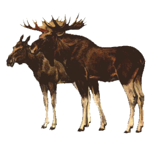 szarvas_14.gif