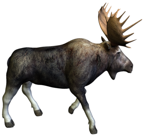 szarvas_141.png