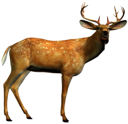 szarvas_144.png