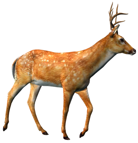 szarvas_169.png