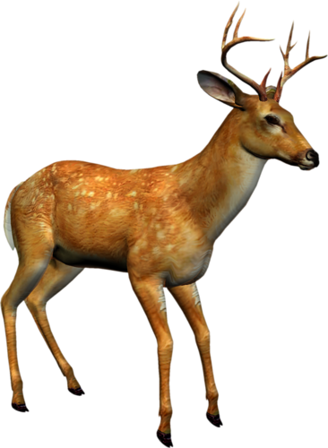 szarvas_218.png