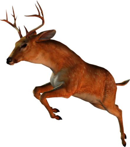szarvas_220.png