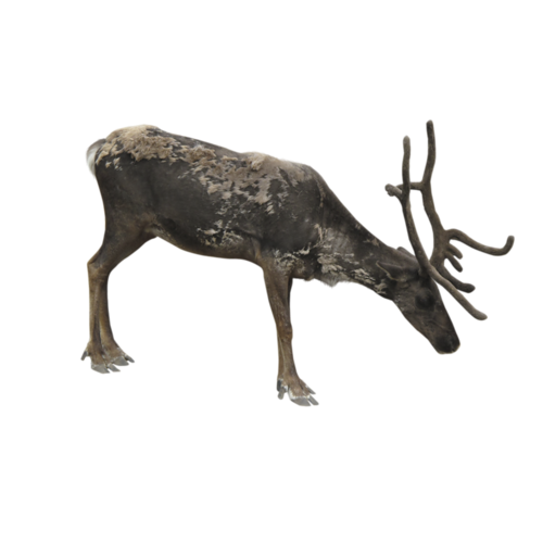 szarvas_260.png