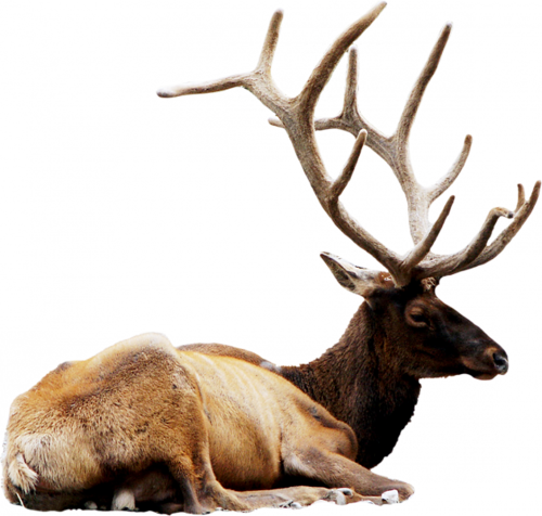 szarvas_27.png