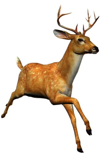 szarvas_291.png