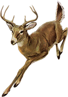 szarvas_30.png