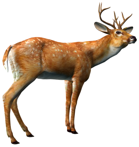 szarvas_314.png