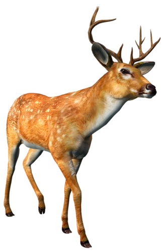 szarvas_315.png