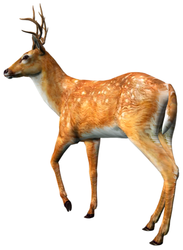 szarvas_317.png