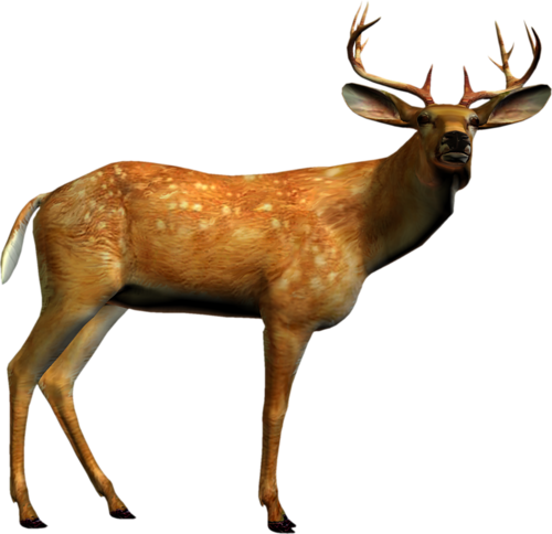 szarvas_320.png
