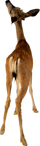 szarvas_322.png