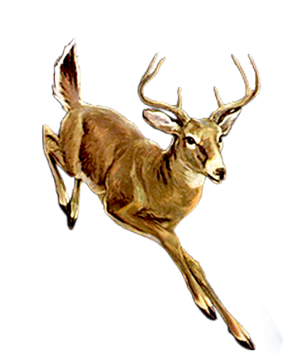 szarvas_324.png