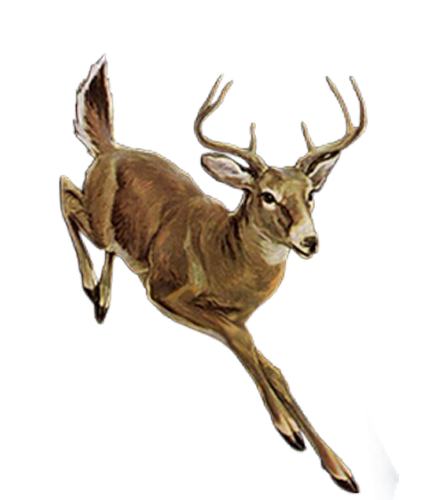szarvas_325.png