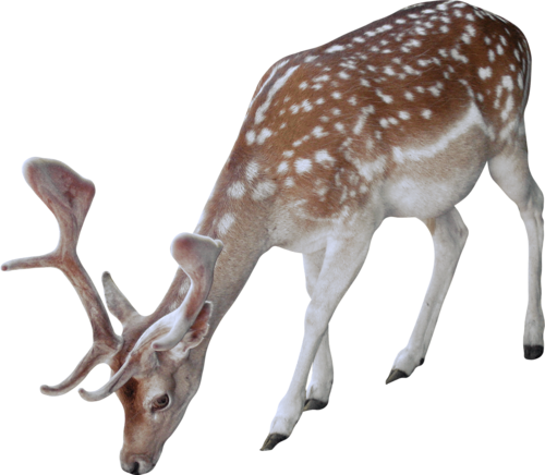 szarvas_328.png