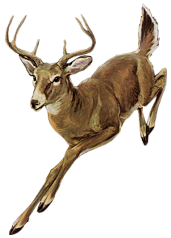 szarvas_38.png
