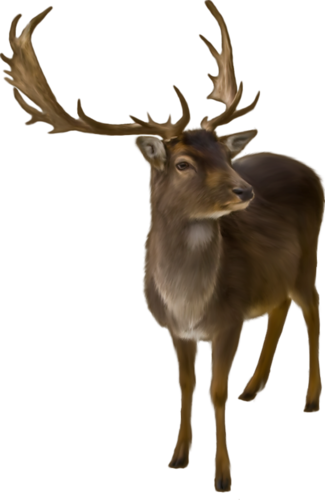 szarvas_49.png